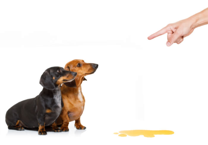 9 Reasons Your Dachshund is Peeing in the House