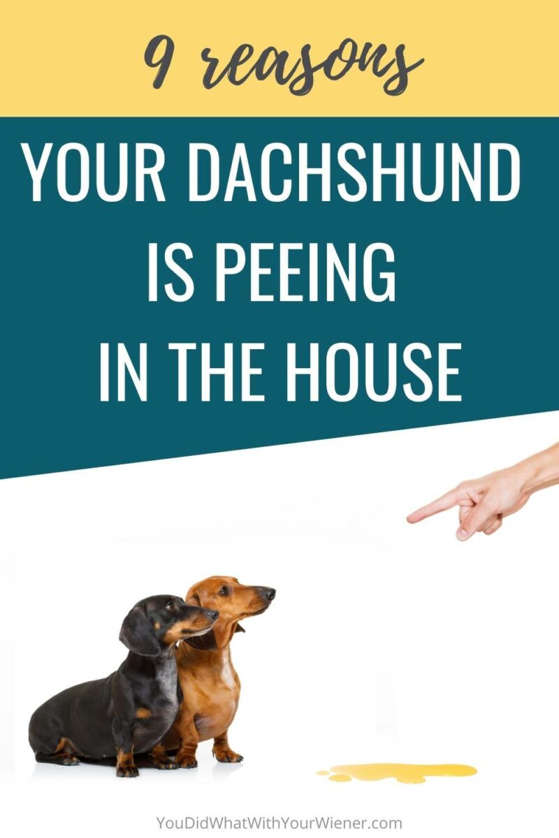 It's frustrating when your Dachshund goes potty inside the house on your floor. Here are 9 reasons it may be happening... and how to stop it.