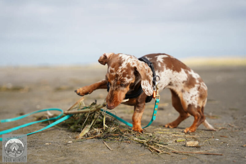 Dachshund on the beach playing with a  pile of seaweed