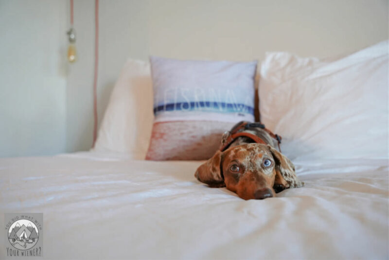 Dachshund laying on the bed at the Ashore Hotel in Seaside, Oregon