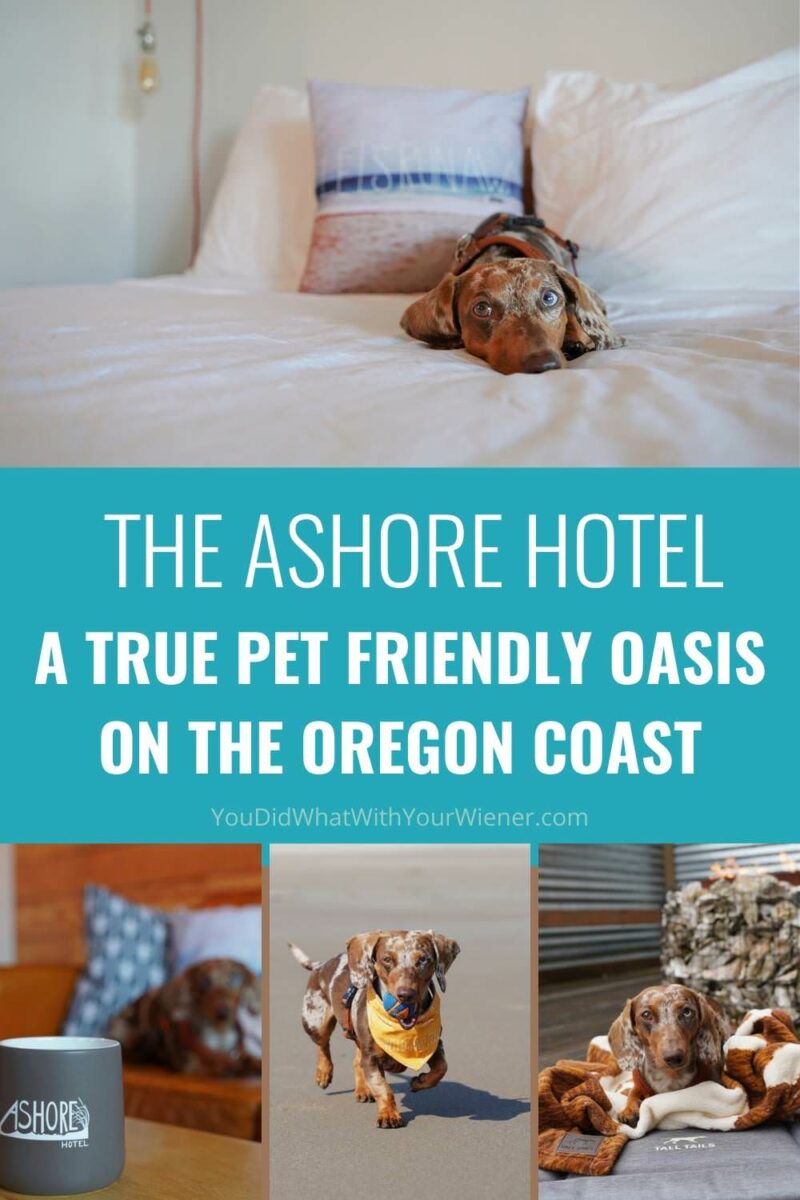 Хотел Ashore в Seaside Oregon е истински оазис, подходящ за домашни любимци.  Няма ограничение за теглото на кучетата, позволяват котки и много други видове домашни любимци.  Техният девиз е, ако вашият домашен любимец може да влезе през вратата, те могат да останат,
