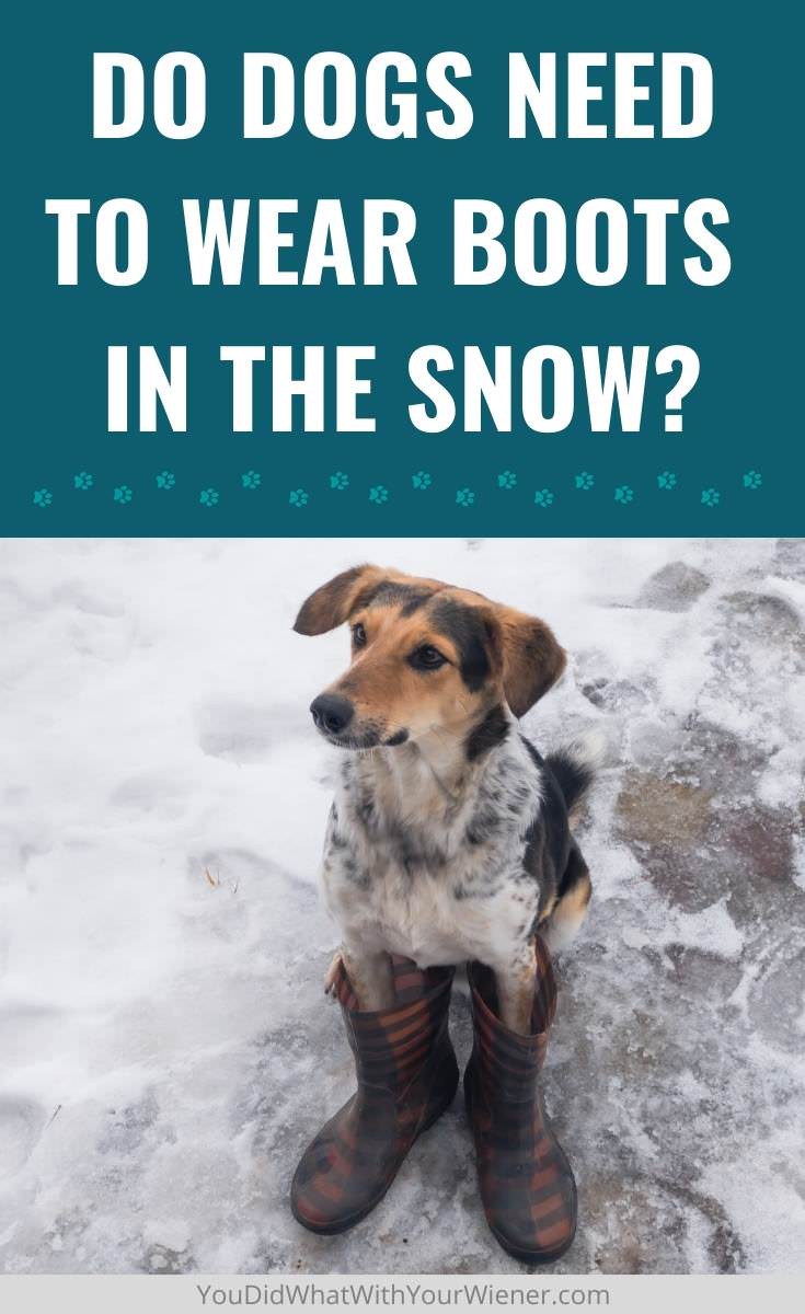 Contrary to popular belief, not all dogs need boots in the snow. Many don't at all. Read why here and learn how you can protect your dog's feet without using booties.