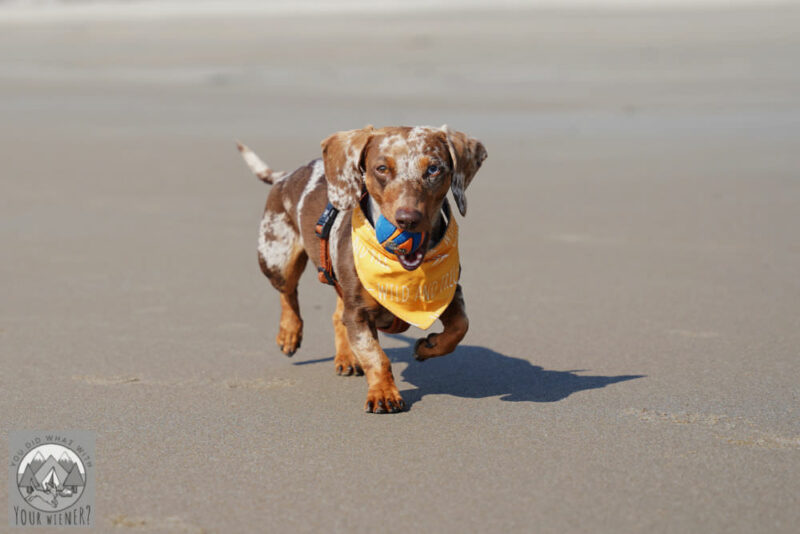 Dachshund berlari di pantai dengan bola di Seaside, Oregon