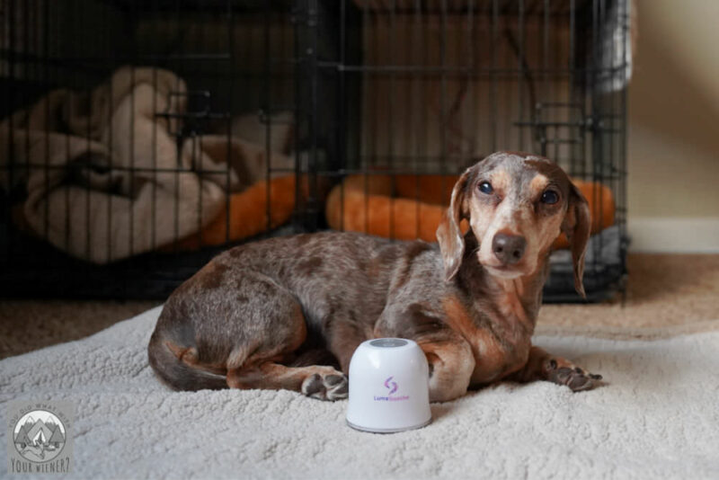 Dachshund laying by the LumaSoothe Light Therapy Device waiting for treatment to begin