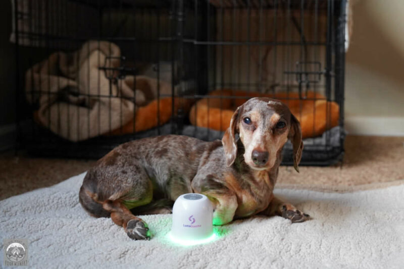 Dachshund laying next to the LumaSoothe light therapy device with it on