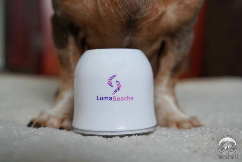 Dog standing behind the LumaSoothe LED light therapy device