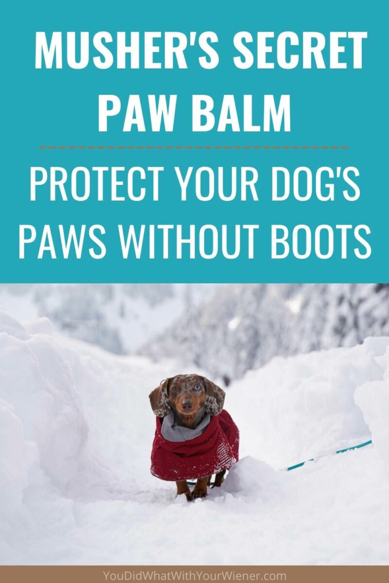 Musher's Secret is a safe and nontoxic way to protect your dog's paws from snow and salt without using dog boots.