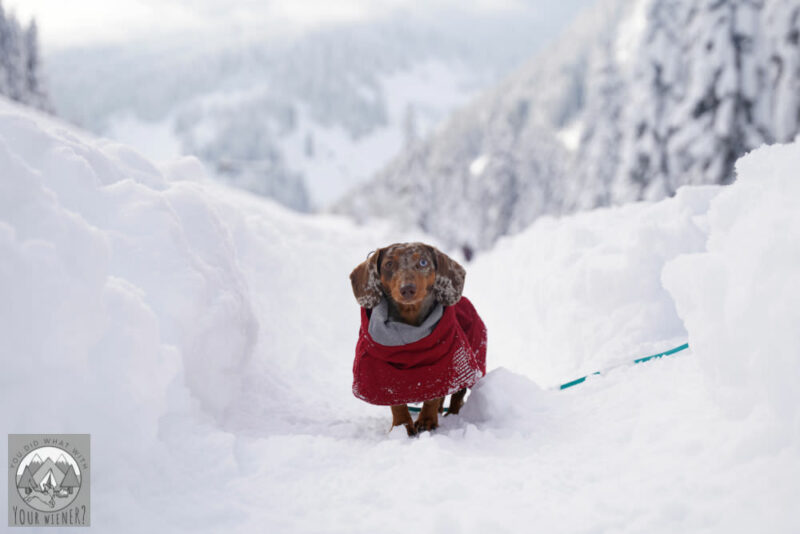 Miniature Dachshund standing comfortable in the snow with Musher's Secret Paw Balm on her feet