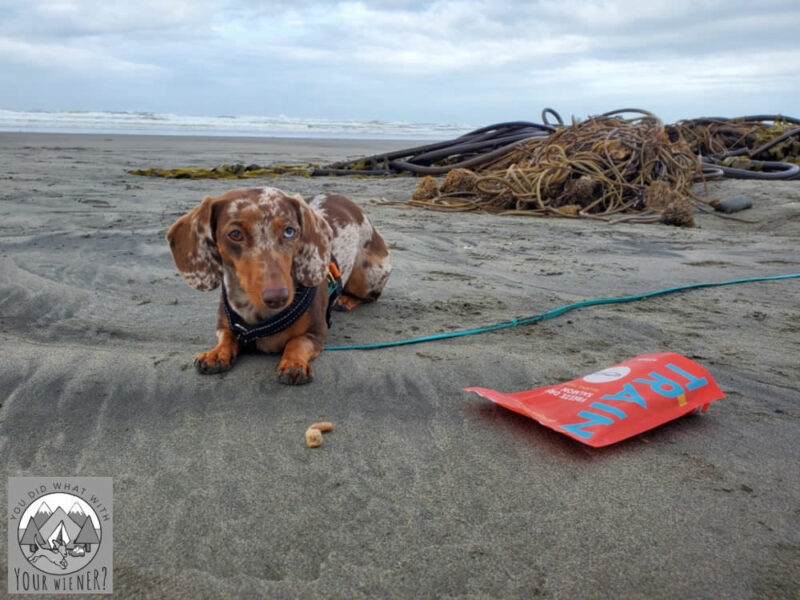 Dachshund laying on ocean beach next to a bag of Pupford dog training treats