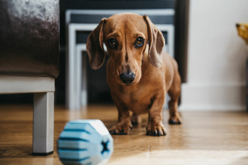 Indoor sensory activities and tips to keep your dog cool in the