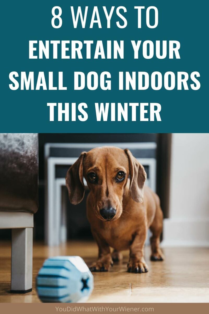 Looking for ways to entertain your small dog indoors during the winter? Here are 8 great ways to do it!