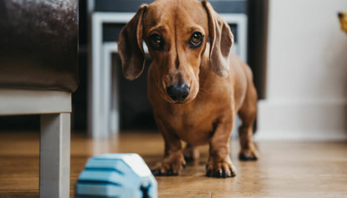 Dachshund standing behind a treat toy looking at the camera