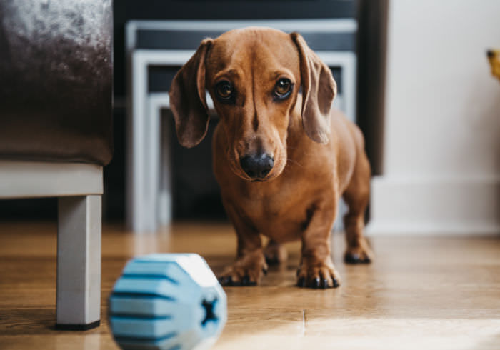 10 Simple Ways to Entertain Your Dog Indoors