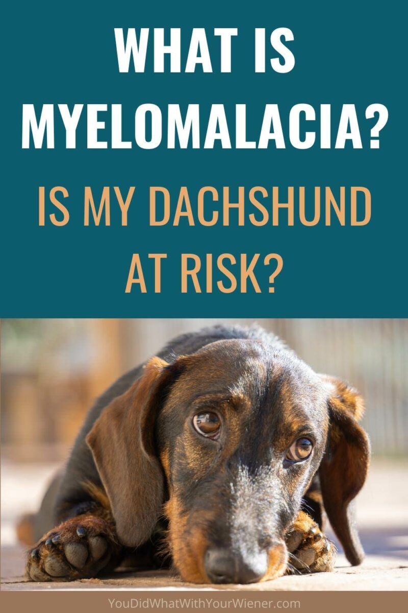 If you don't know about Myelomalacia in Dachshunds, you MUST read this.