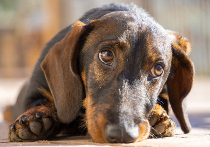 Myelomalacia in Dachshunds: Is My Dog at Risk?