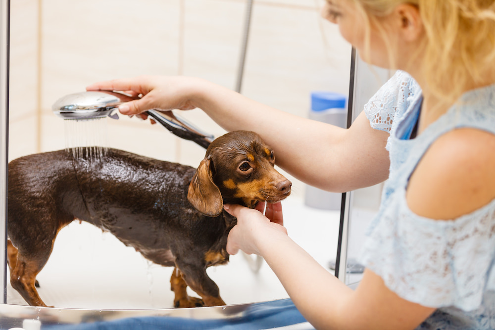 How Often Should You Bathe a Dachshund?