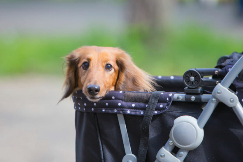 Dachshund riding in stroller looking at the camera