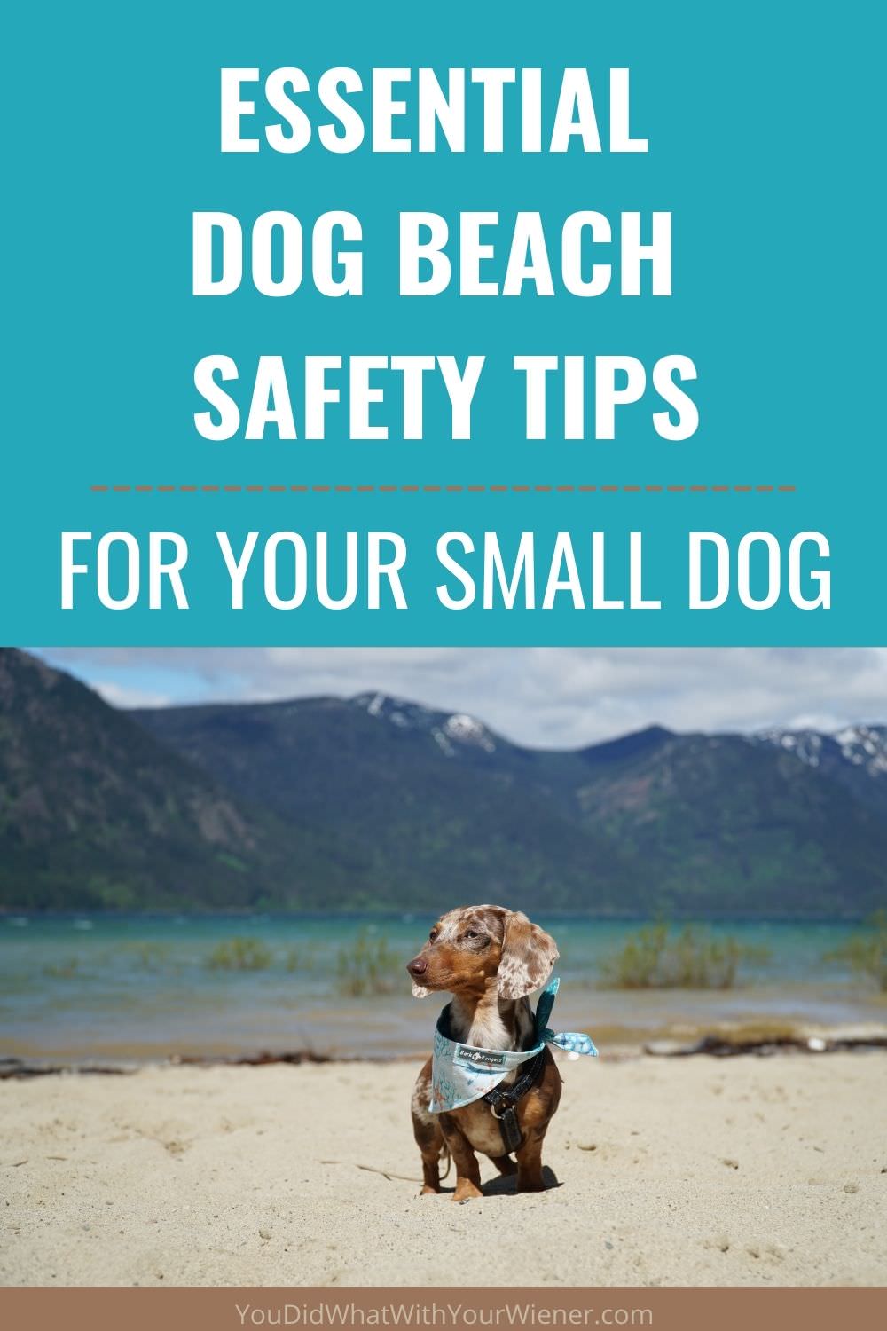 Headed to the beach with your dog this summer? Here are essential dog beach safety tips for your small dog that you'll want to know.