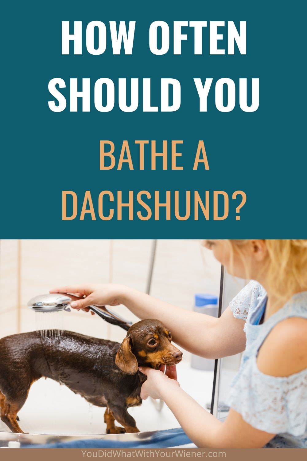 Do you need to wash your dog every day? Here is how often to bathe a dachshund.