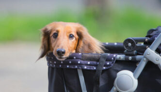 Dachshund recovering from IVDD riding in a stroller