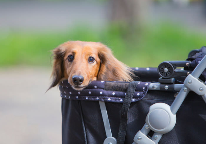 5 Must Haves for a Dachshund Recovering From An IVDD Back Injury