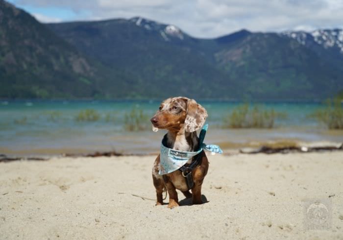 Essential Dog Beach Safety Tips for Your Small Dog