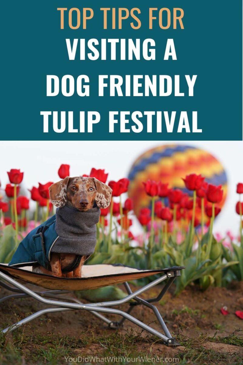 Top tips for visiting a dog friendly PNW tulip field with your dog, including tips specific to the Wooden Shoe Tulip Festival and Skagit Valley Tulip Festival.