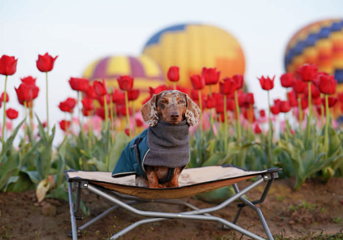 Top Tips for Visiting a Tulip Festival With Dogs
