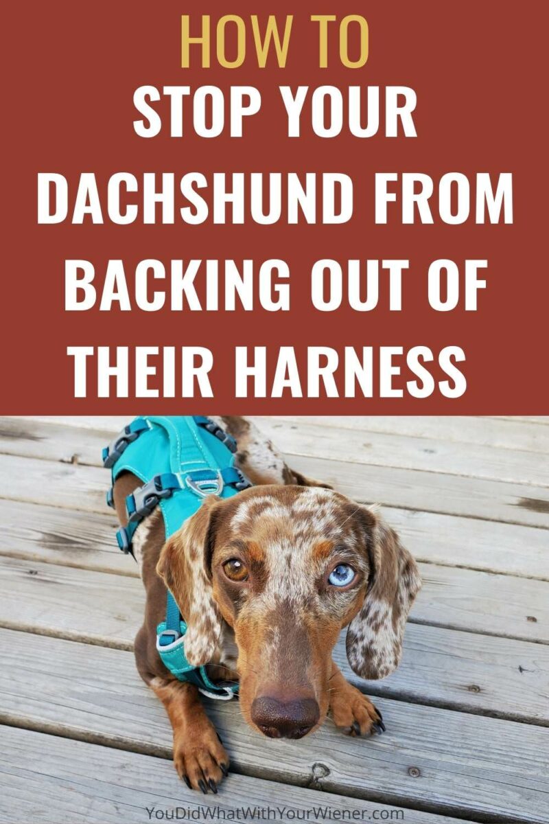 This will prevent your dachshund from slipping out of the harness