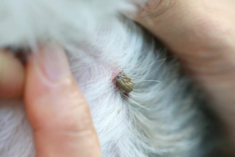 Engorged tick that has bit a dog