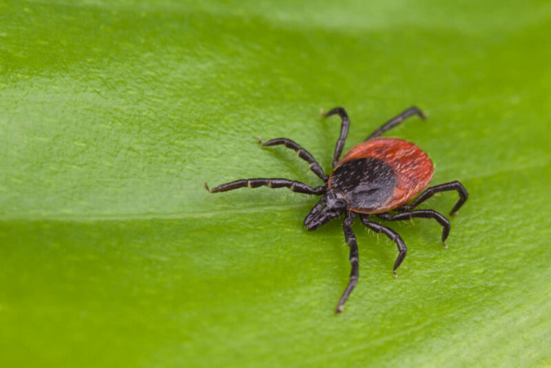 Close Up of Western Black Legged Tick - a tick species found in Wshington State