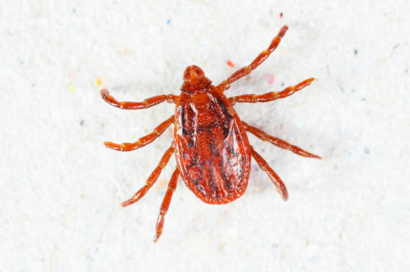 Close Up of Brown Dog Tick - a tick species found in Wshington State