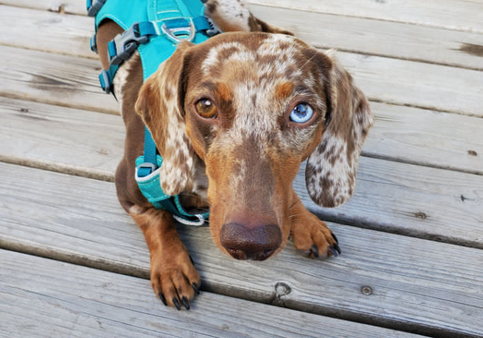 How to Stop Your Dachshund From Backing Out of Their Harness