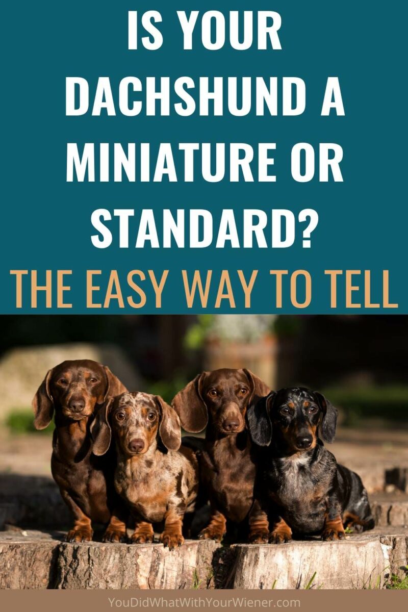 Il tuo bassotto è una miniatura o uno standard?  Conoscevi il modo più semplice per distinguere?