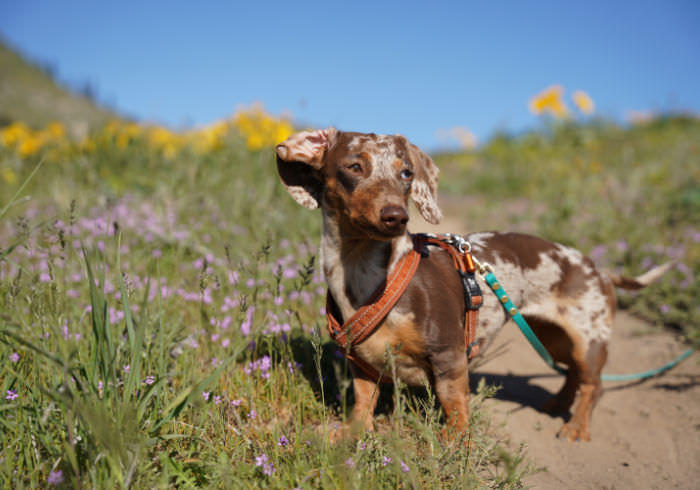 Should You Protect Your Dog From Ticks in Washington State?