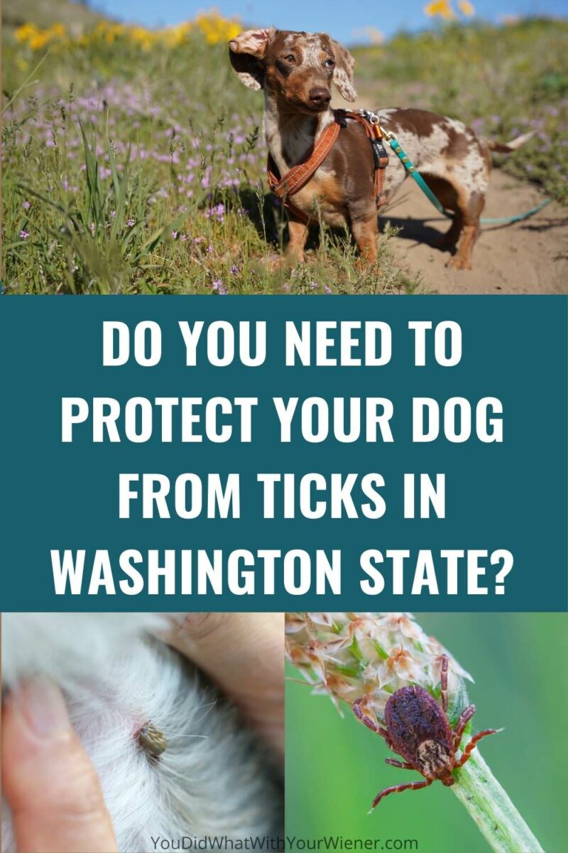 How bad are the ticks in Washington State? What ticks will you find there and can they transmit Lyme disease to your dog? Find out if you should protect your dog from ticks in Washington State from a local.
