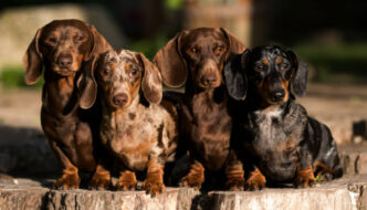 Four Dachshunds of various sizes sitting on a stump