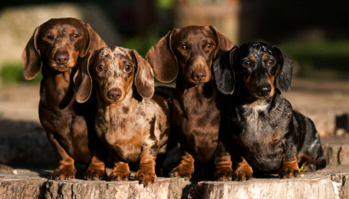 Four Dachshunds of various sizes sitting on a stump