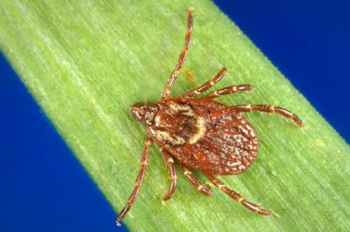 Close Up of Western Dog Tick - a tick species found in Wshington State