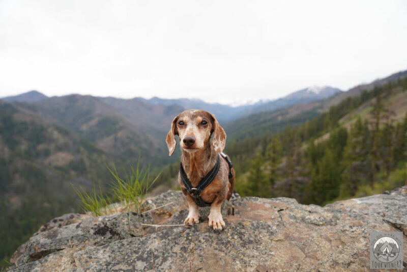 Senior dog with IVDD hiking and standing on the top of a mountain