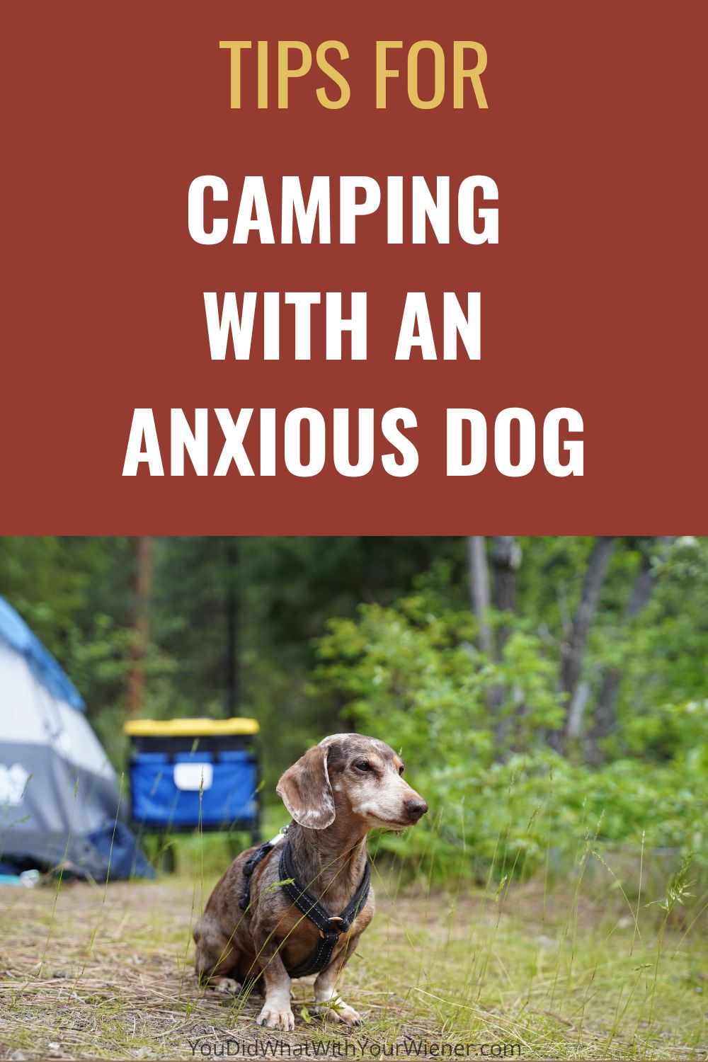 Do you want to go camping with a dog who's anxious? Here are some tips for camping with an anxious dog that you'll want to read.