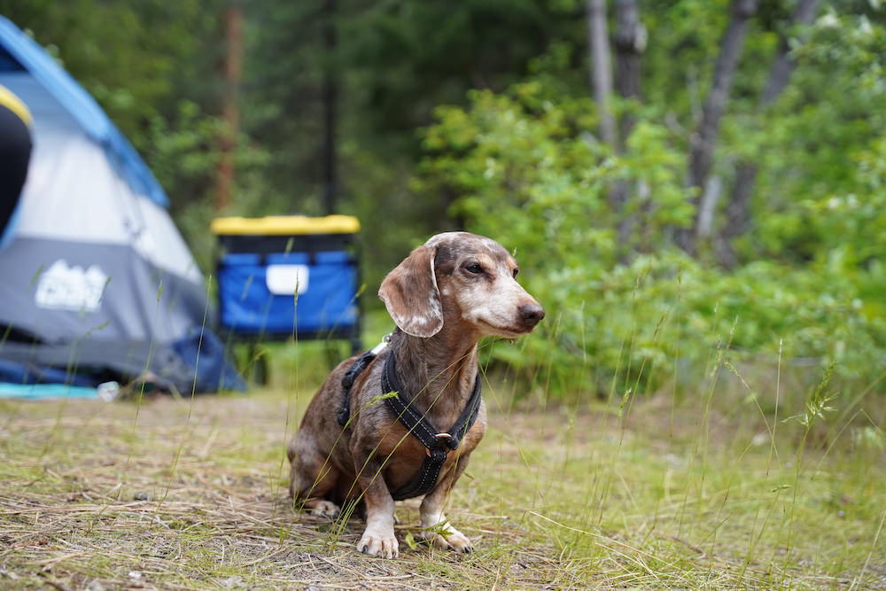 Tips for Camping with An Anxious Dog