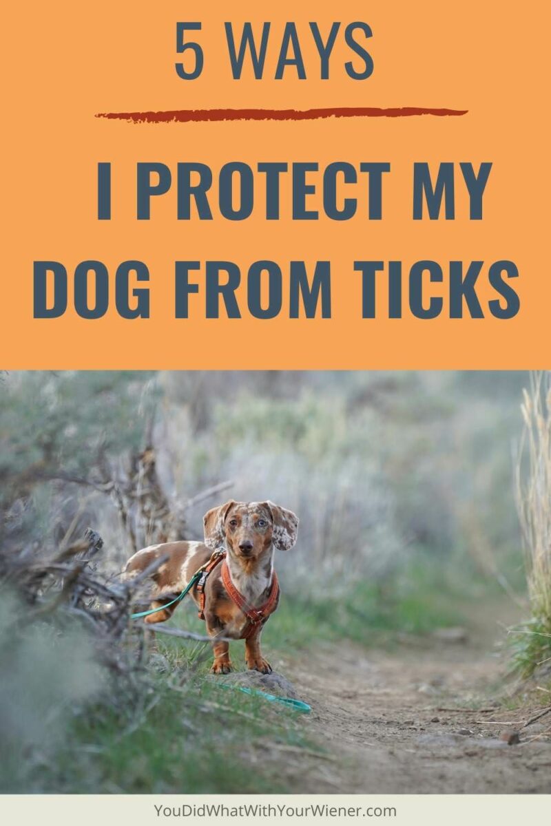 I use three primary methods for preventing ticks on my dogs and two additional techniques when needed. Between these 5 methods of dog tick prevention, it's very rare I find any on my dog. And she's a Dachshund who is low to the ground so her belly has a tendency to scrape ticks off bushes and grass when she walks over them.