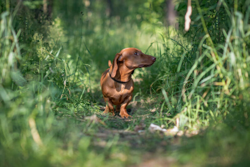 Red miniature Dachshund in the woods