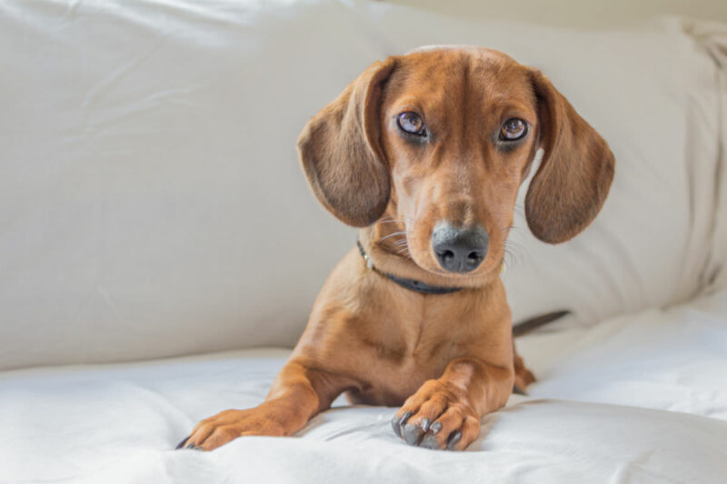 20 Warning Signs of a Dachshund Back Injury (With Printable Checklist ...