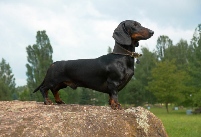 Standard black and tan Dachshund proudly standing on a rock with trees in the background
