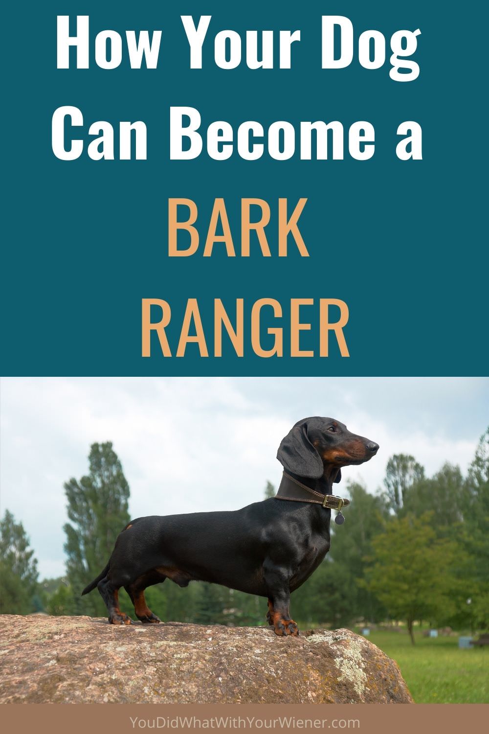 Are you interested in your dog becoming a BARK ranger? Here's everything you need to know about it.