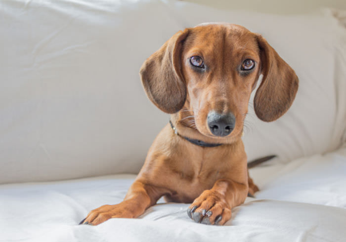 20 Warning Signs of a Dachshund Back Injury (With Printable Checklist)