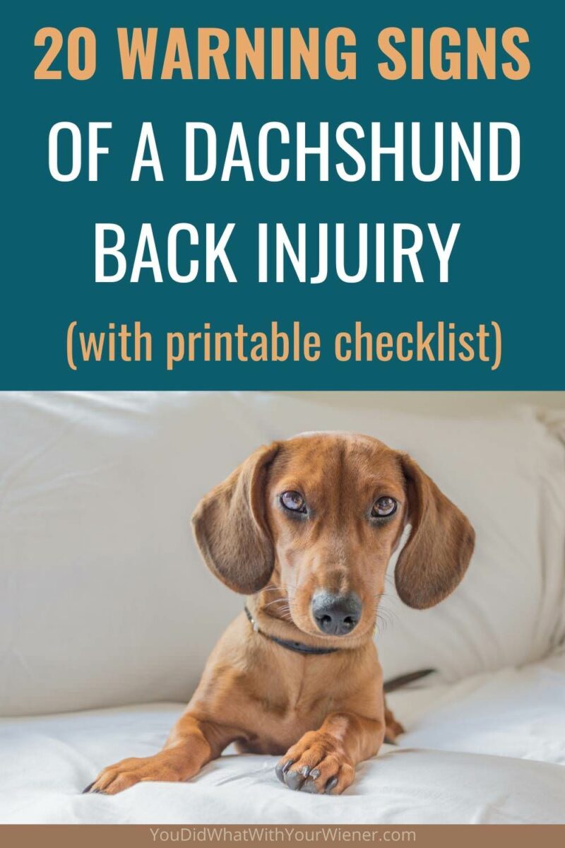 Because you won’t be sure your Dachshund has the IVDD disease until an injury occurs, the best thing you can do is commit these 20 warning signs of a back injury to memory so you can get your dog treatment right away.
