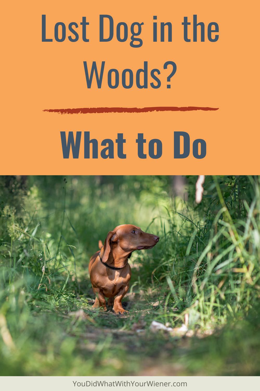 Do you know what to do if your dog gets lost in the woods? Here's what to keep in mind before you venture out next time.